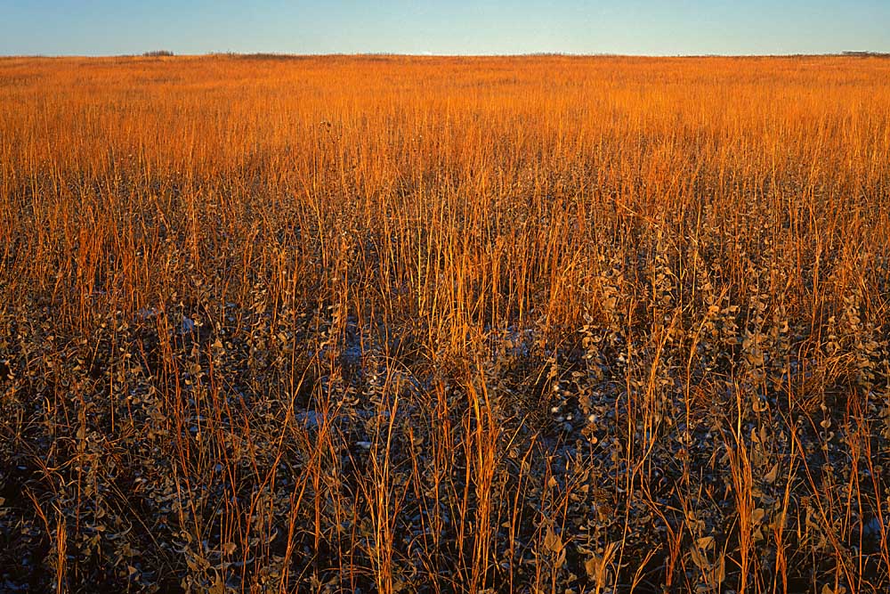 Native grasslands at sunrise, Niawathe Prairie Natural Area, Dade Co., Missouri # 7406