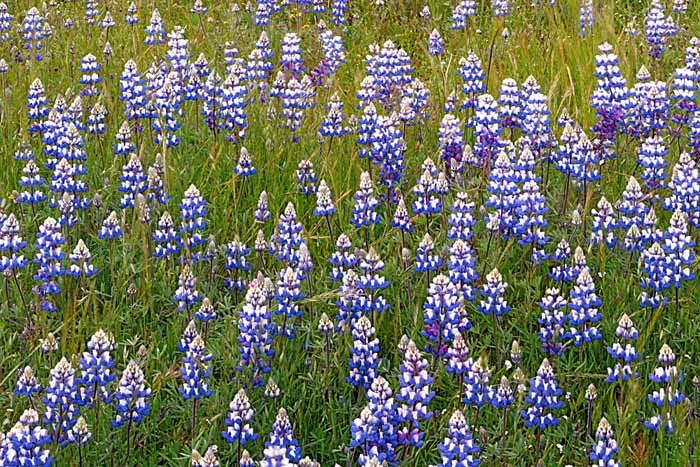 Lupine, Los Padres National Forest, California # 5486