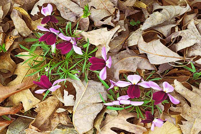Birdfoot Violets and White Oak Leaves, Mark Twain National Forest, Missouri # 7225