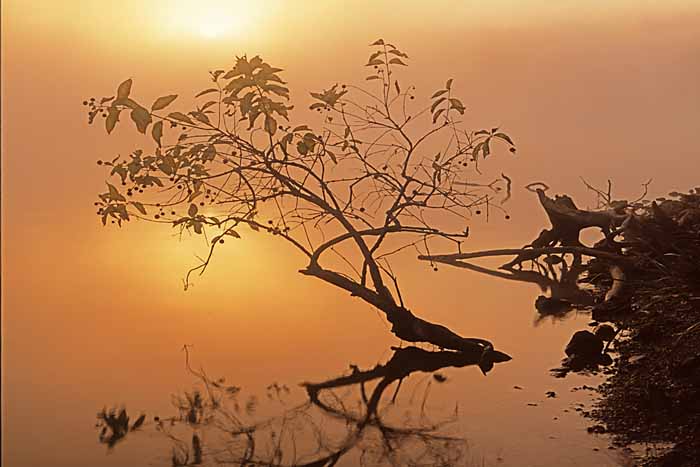 Buttonbush at dawn, Lake of the Ozarks, Missouri # 7282h