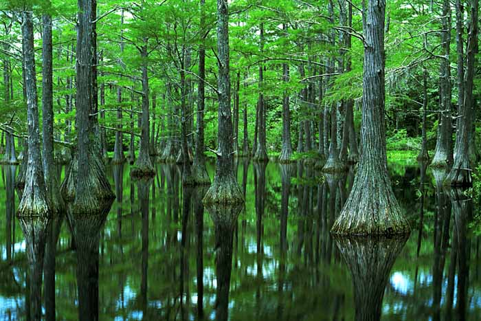 Bald Cypress, Apalachicola National Forest, Florida # 8134