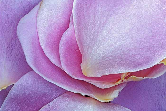 Nootka Rose Petals, Riverside State Park, Washington # 117