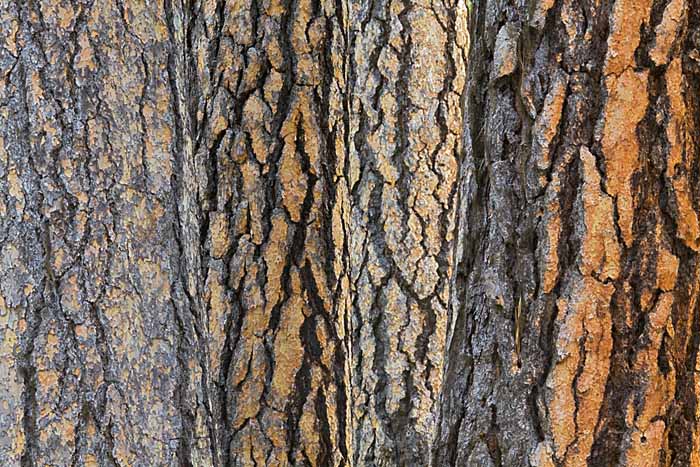 Ponderosa pine trunks, Ochoco National Forest, Oregon # 3539
