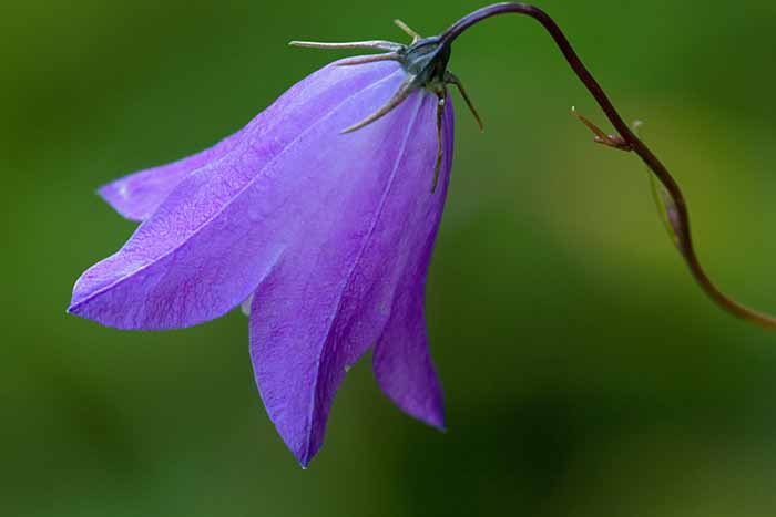 Harebell, White River National Forest, Colorado # 4357