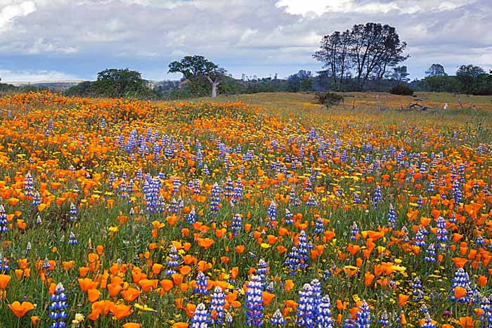 Wildflowers, Shell Creek road, Avenales Wildlife Area, Santa Margarita, California # 5488b