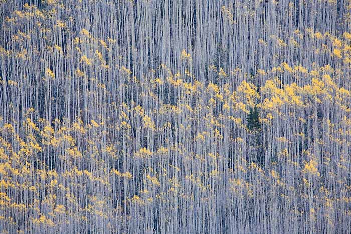 Aspen, White River National Forest, Colorado # 9123