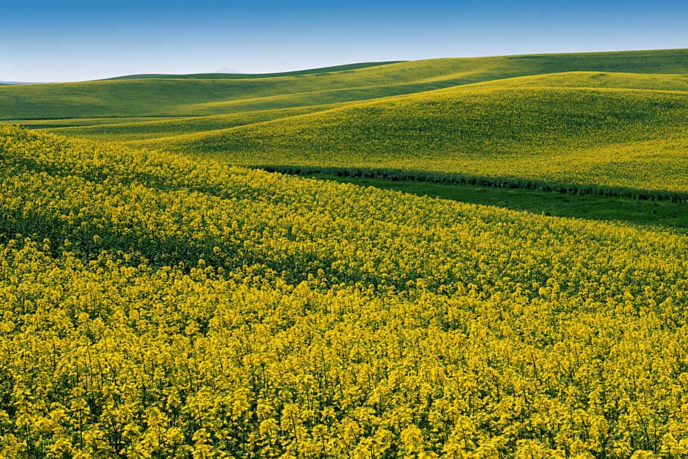 Fields of Canola, Whitman County, Washington # 150