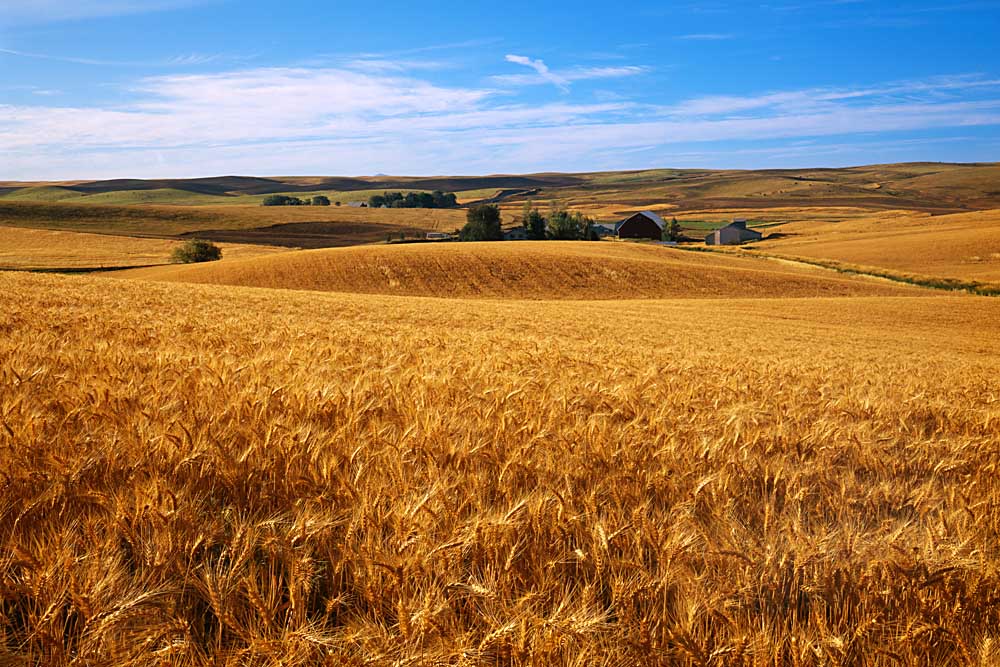 Wheat fields, Whitman County, Washington # 227