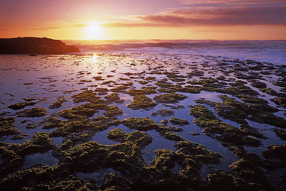 Tide Pools at sunset, San Gregorio State Beach, California # 5308