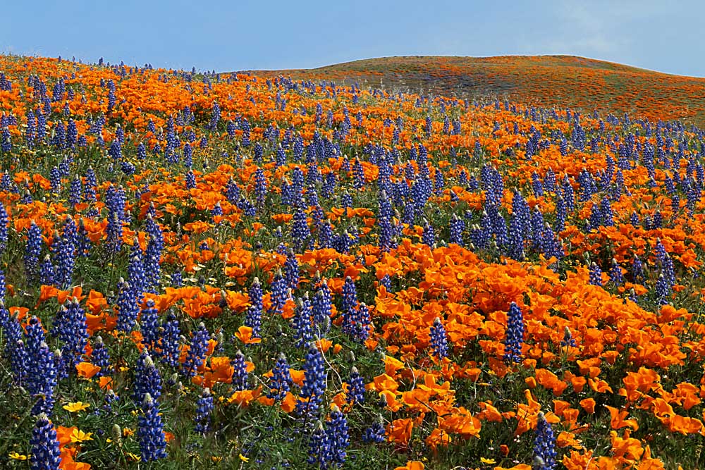 Lupine and Goldfields, Tehachapi Mountains California Poppies, California # 5424h