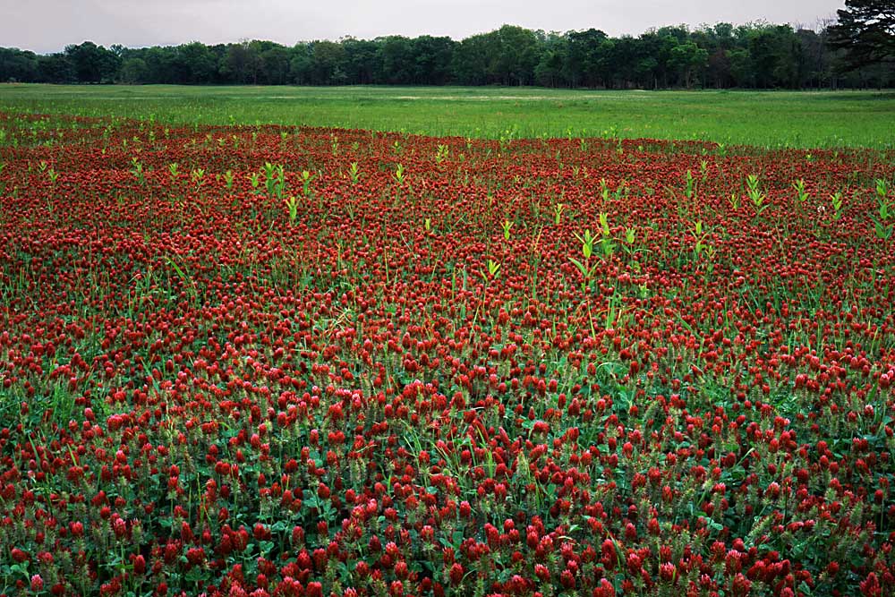 Meadow of Crimson clover, Boone County, Arkansas # 8445h
