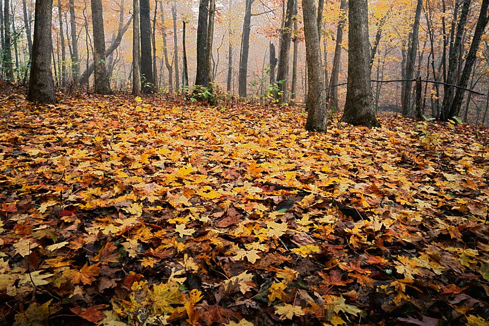 Autumn, Ozark-St. Francis National Forest, Arkansas # 8467