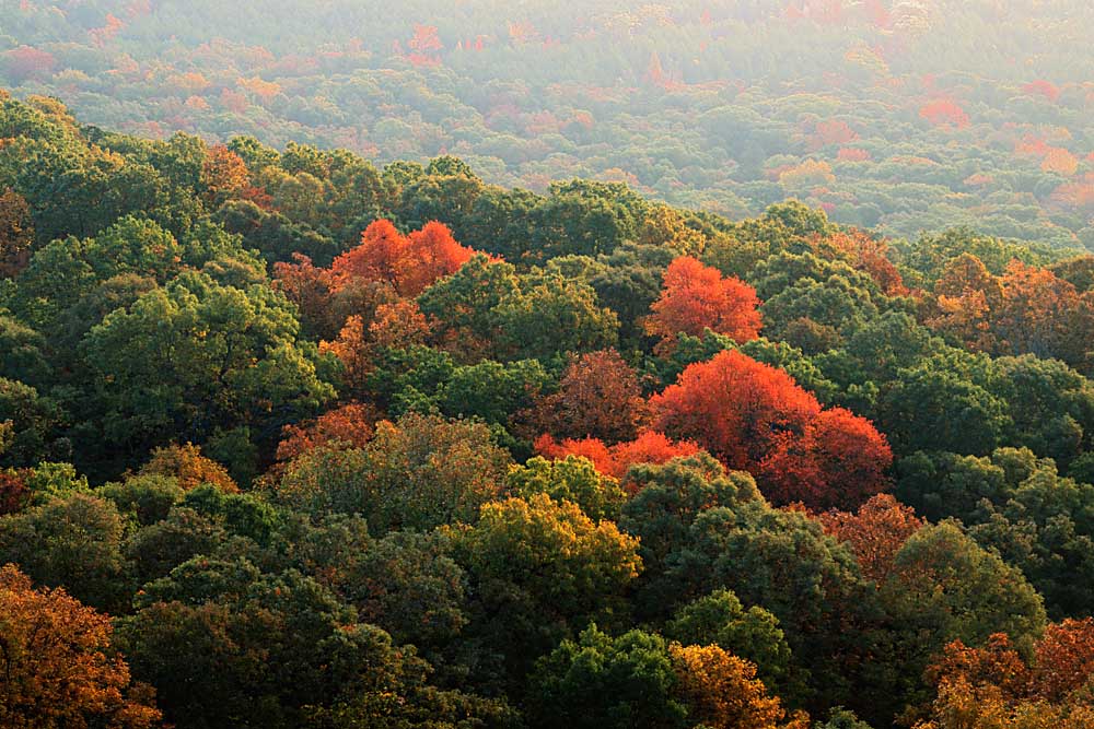 Autumn, Ozark-St. Francis National Forest, Arkansas # 8486h