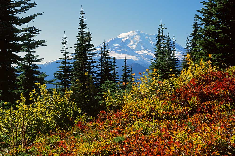 Mt. Rainier above Autumn Huckleberry, Chinook Pass, Mt. Rainier National Park, Washington # 1588h