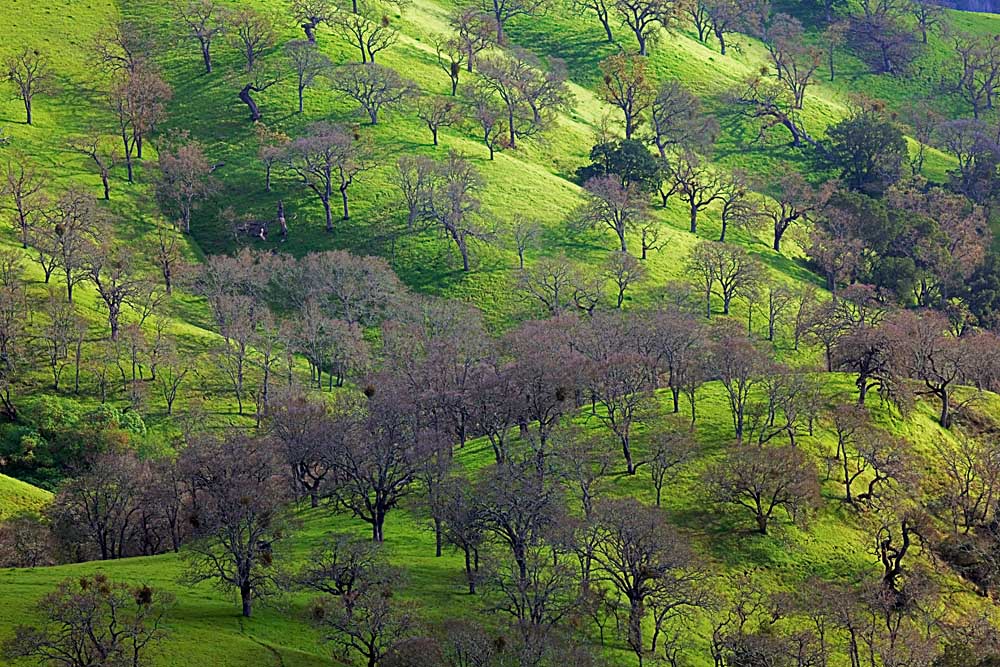 California Black Oaks, Mt Diablo State Park, Contra Costa County, San Francisco Bay Area, California # 1708