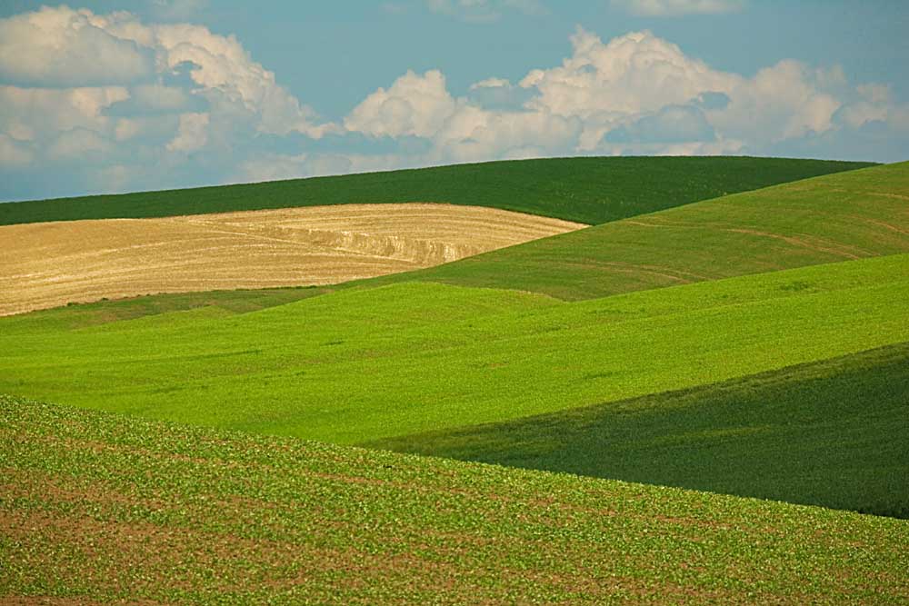 Wheat Fields, Palouse, Whitman County, Washington # 2082