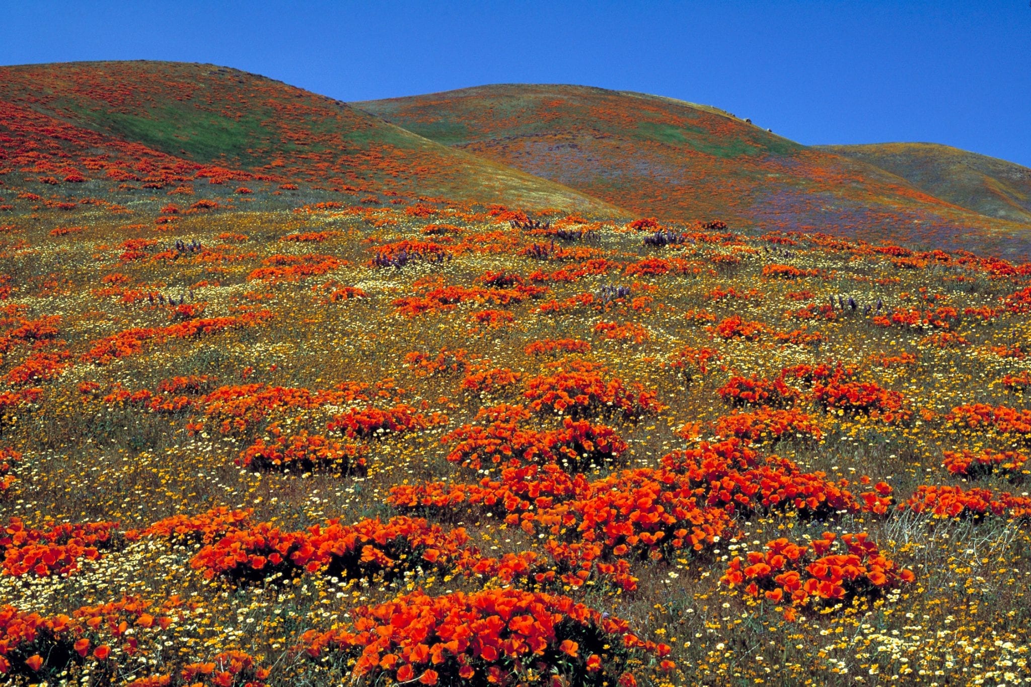 USA, California, Tehachapi Mountains, California Poppies