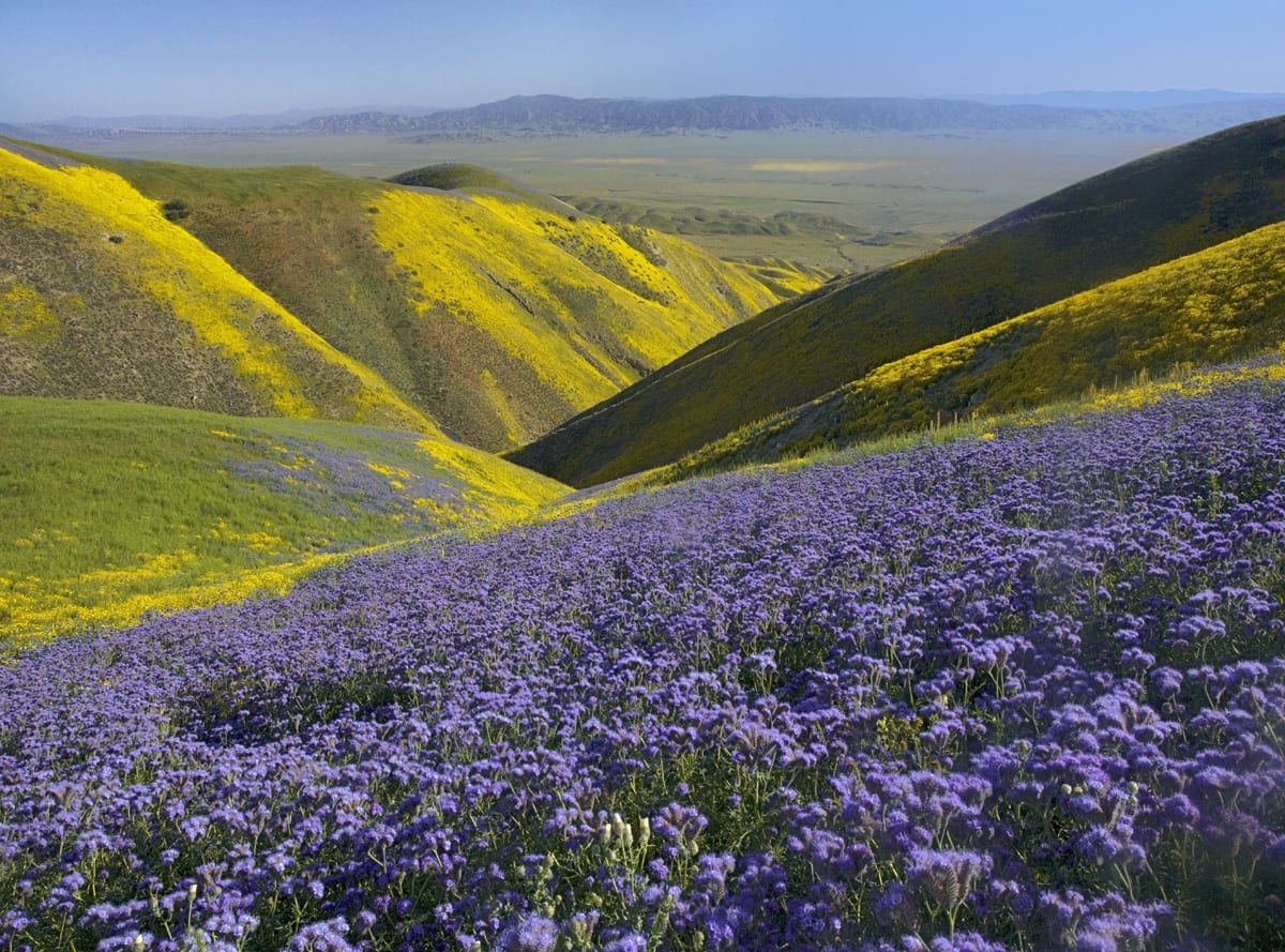 USA, California, Carrizo Plain National Monument, wildflowers
